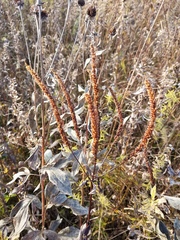 Veronicastrum virginicum