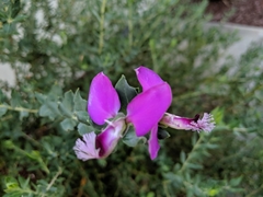 Polygala × dalmaisiana