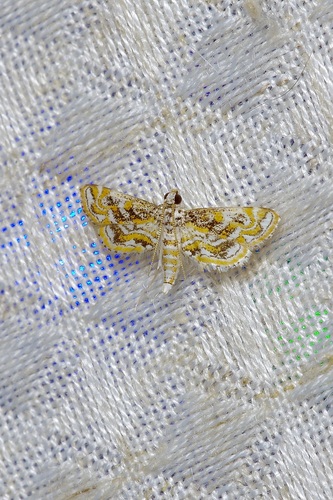 Hydrilla Leafcutter Moth photo 3