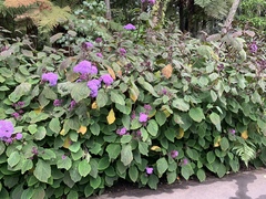 Ageratum houstonianum