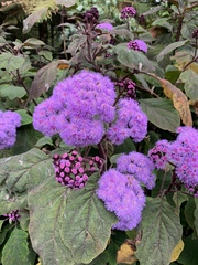 Ageratum houstonianum