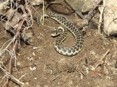 Thamnophis cyrtopsis collaris