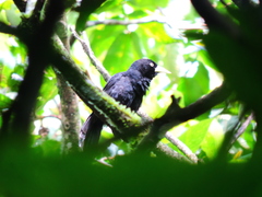Amblycercus holosericeus