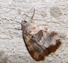 Cobubatha metaspilaris