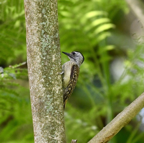 Speckle-breasted Woodpecker (Dendropicos poecilolaemus), photo 6