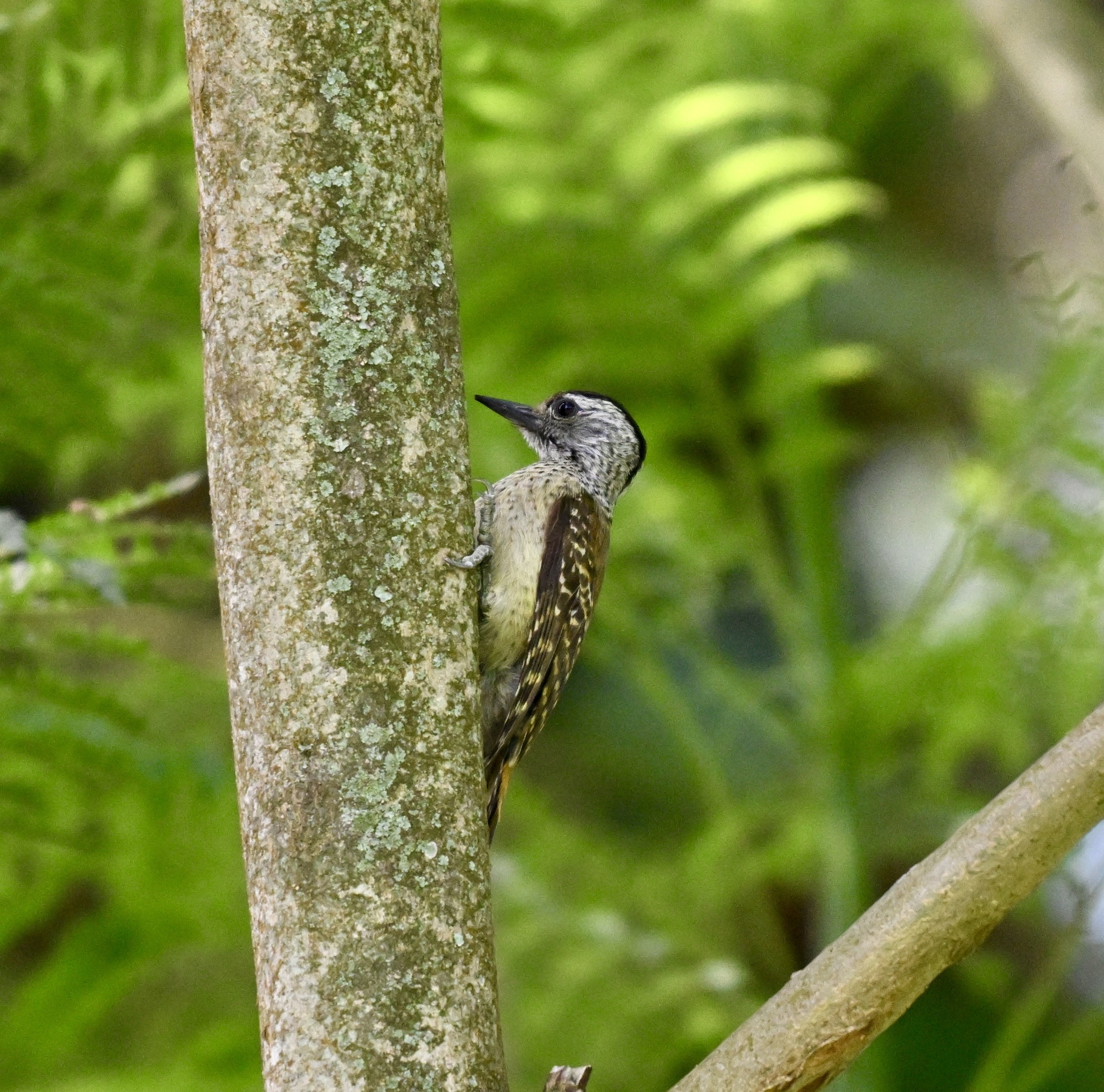 Speckle-breasted Woodpecker (Dendropicos poecilolaemus), photo 1