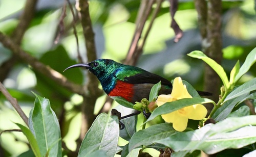 Olive-bellied Sunbird (Cinnyris chloropygius), photo 4