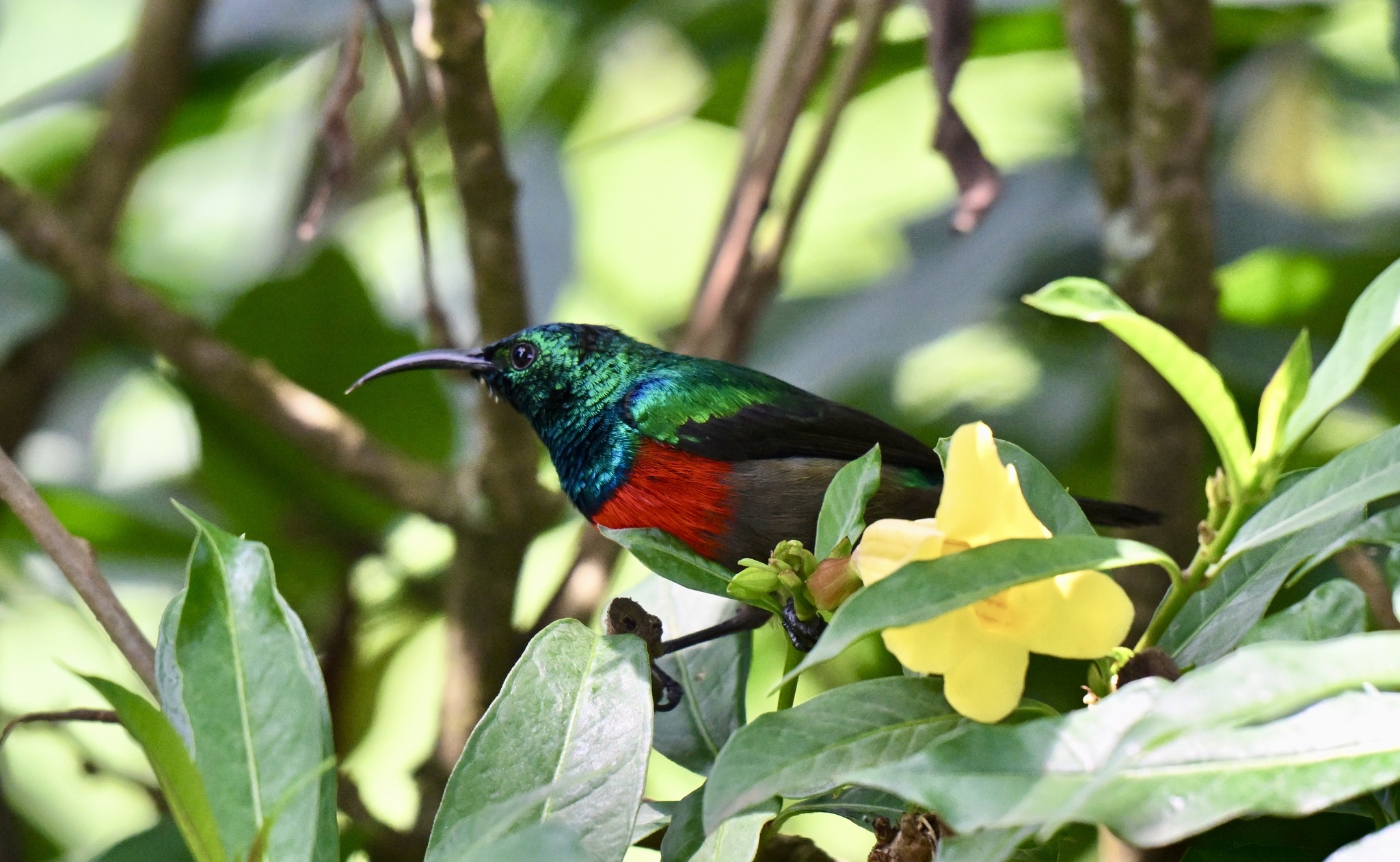 Olive-bellied Sunbird (Cinnyris chloropygius), photo 5