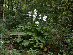 Hosta plantaginea
