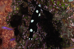Bodianus axillaris