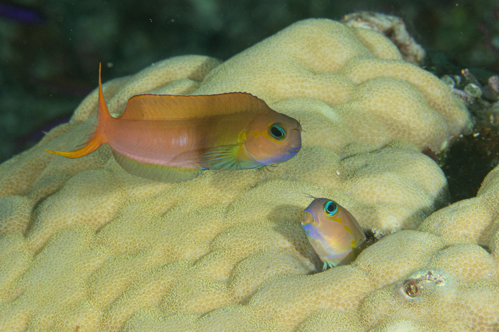 Midas-slijmvis (Ecsenius midas) — Blenniidae