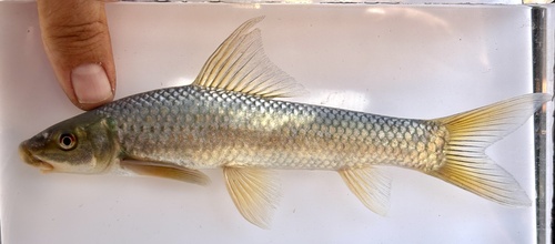 Ningu (Labeo victorianus) — Cyprinidae — 4