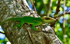 Anolis smallwoodi