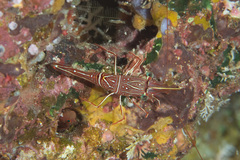 Rhynchocinetes durbanensis