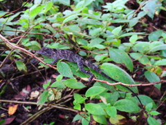 Anolis petersii