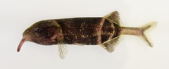 Longnose Stonebasher photo 4