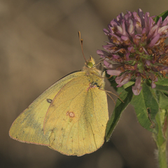 Colias philodice eriphyle