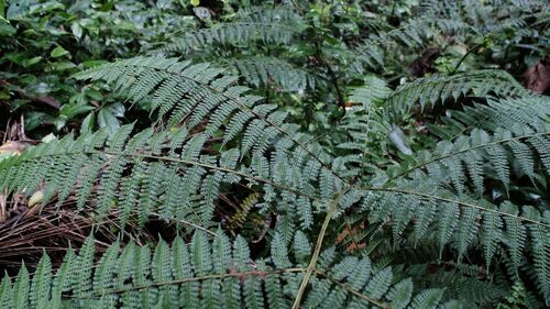 Dennstaedtia obtusifolia observed 2025-07-25