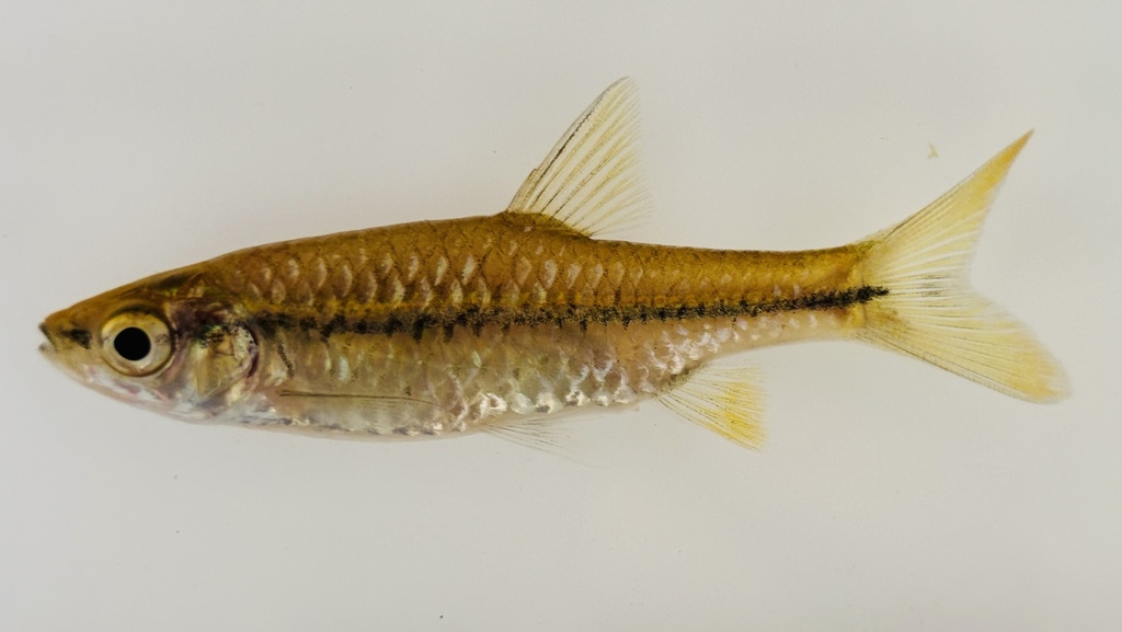 False Toppin's barb (Enteromius pseudotoppini) — Cyprinidae