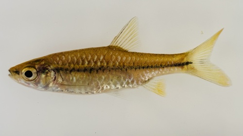 False Toppin's barb (Enteromius pseudotoppini) — Cyprinidae