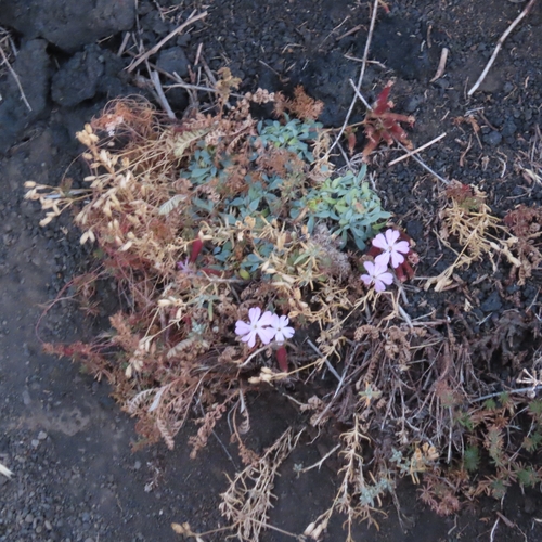 Saponaria sicula, photograph 6