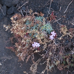 Saponaria sicula, photograph (c) Leonardo Rapisarda, some rights reserved (CC BY)