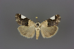 Tarache areloides