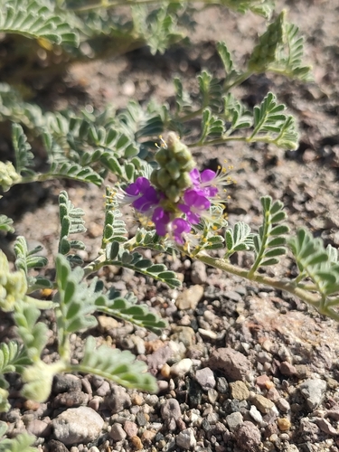 woolly prairie clover (Dalea lanata)