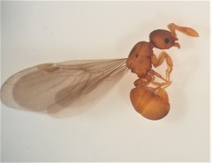 Discothyrea antarctica