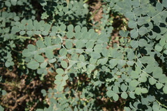 Hosackia crassifolia