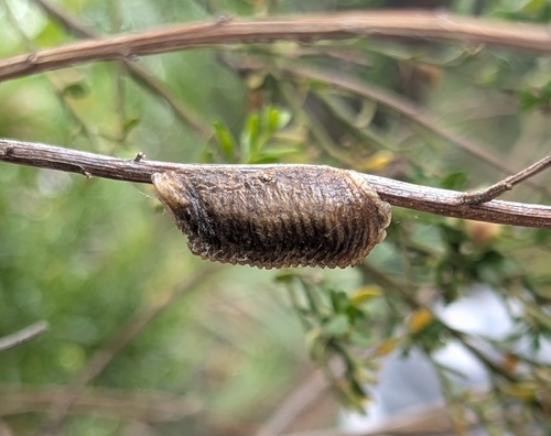 iNaturalist observation photo of Arizona Mantis
