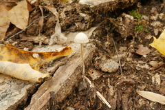Psathyrella longicauda