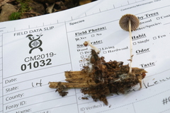 Psathyrella longicauda