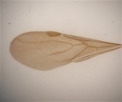 Discothyrea antarctica