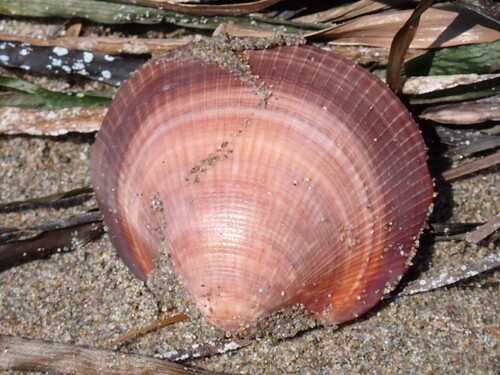 Violet Bittersweet Clam