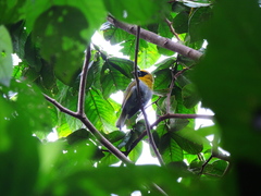 Caryothraustes poliogaster