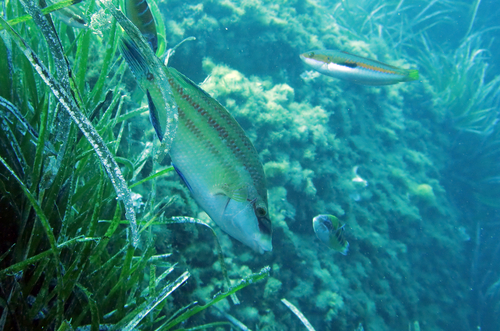 East Atlantic Peacock Wrasse, Alpes-Maritimes, Provence-Alpes-Côte d'Azur, FR, photo 6 of 10