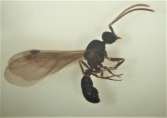 Discothyrea antarctica