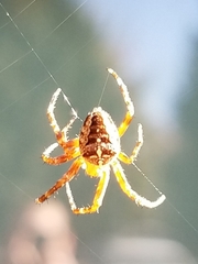 Araneus diadematus