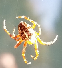 Araneus diadematus