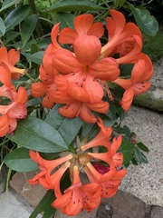 Angiospermae