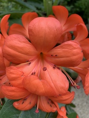 Angiospermae