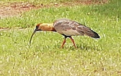 Theristicus caudatus