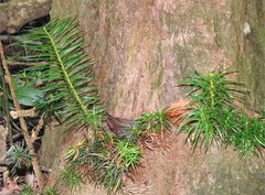Cunninghamia lanceolata