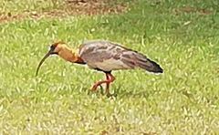 Theristicus caudatus