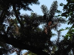 Cunninghamia lanceolata