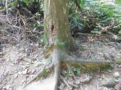 Cunninghamia lanceolata