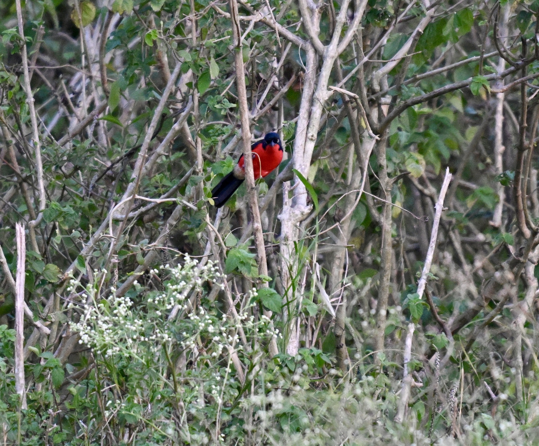 Black-headed Gonolek (Laniarius erythrogaster), photo 5