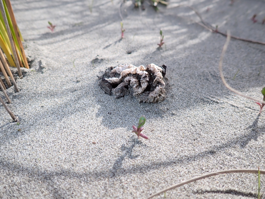 Ileodictyon cibarium · August 2025 · photo: © arnim (iNaturalist, cc-by)