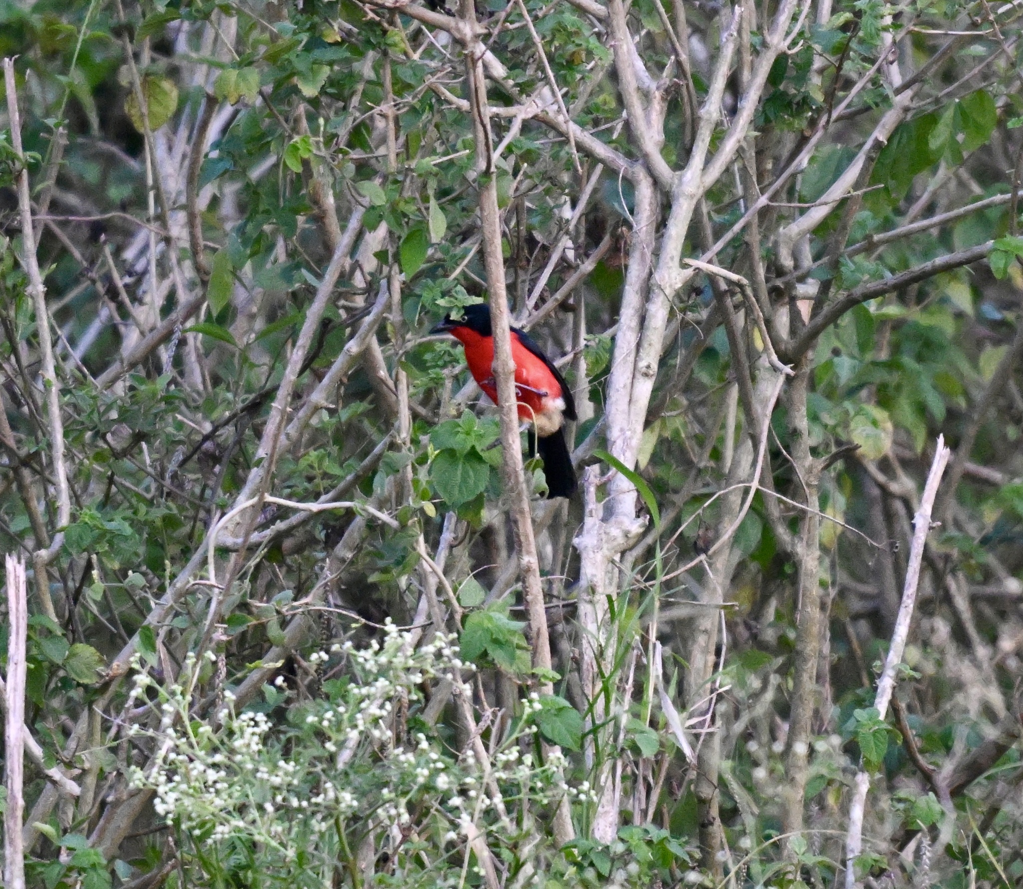 Black-headed Gonolek (Laniarius erythrogaster), photo 6